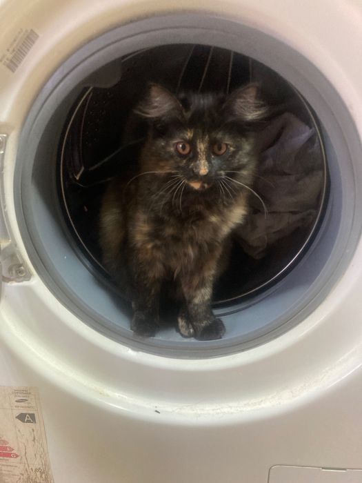 Отдаем в хорошие руки