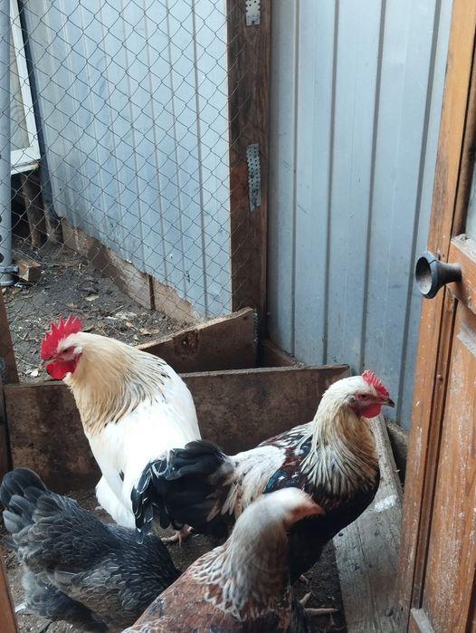 Продаются Петухи породистые. Торг.