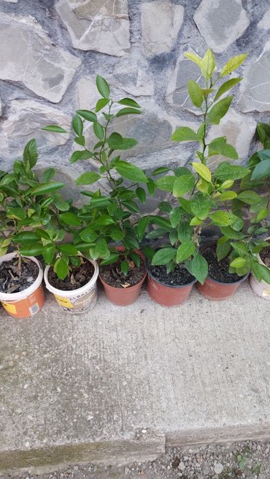 Portocali, Grepfruit,Mandarin puieți pentru in altoit.
PrAețul în func