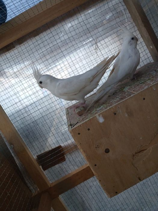 1 juft dubay karella sotiladi narxi 600 ming