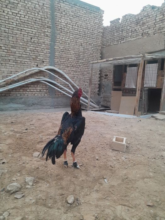 Mart jojasi kizikala tel kvuramz