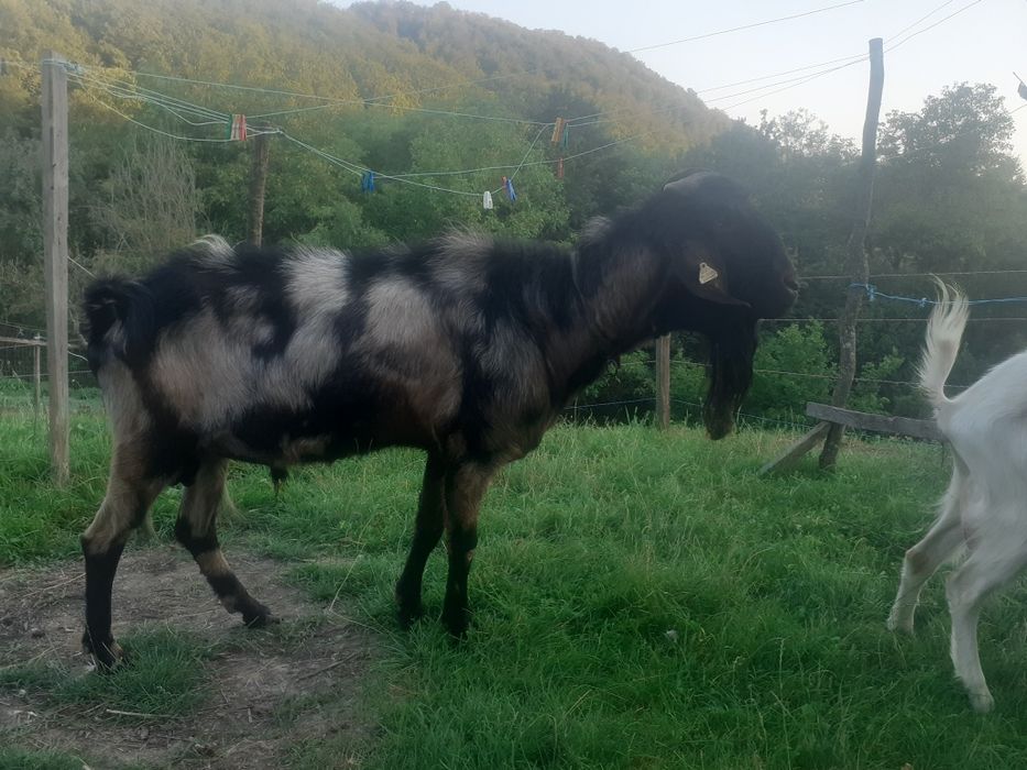 Vând țap anglonubian