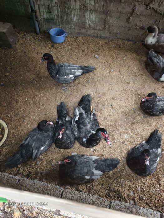 Обменяю самца немецкой линии индоутки синего окраса