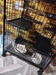 Animale Chinchila foarte cuminte
