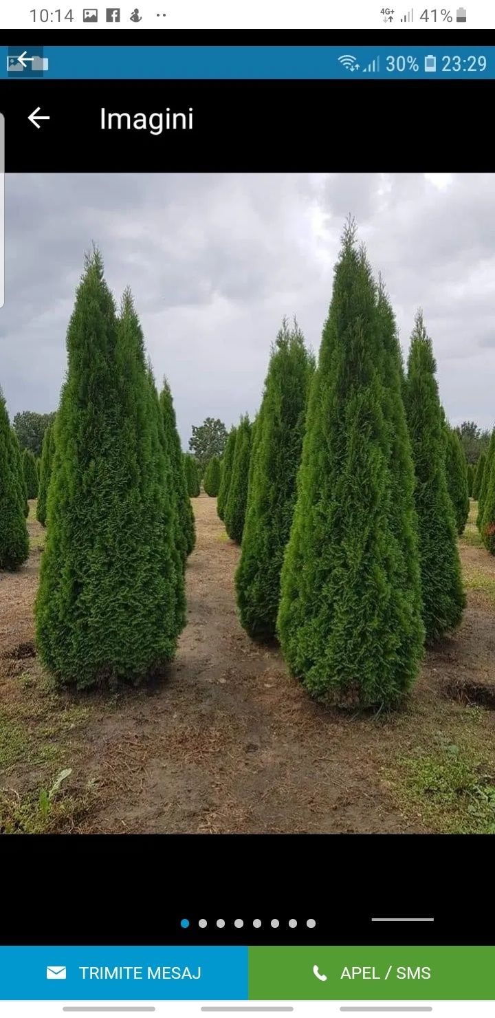 Vand diverse plante ornamentale gazon se ofera livrare la domociliu