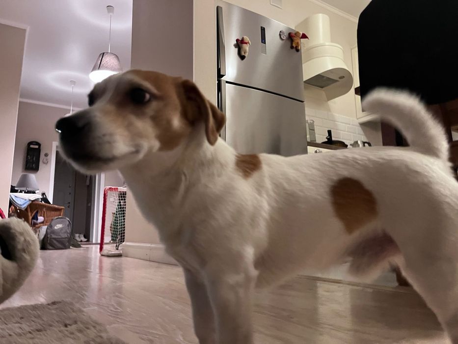 Пропала собака в районе Фэмили Виладж