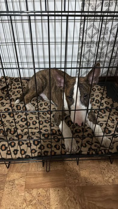 Продам собаку породы Английский бультерьер