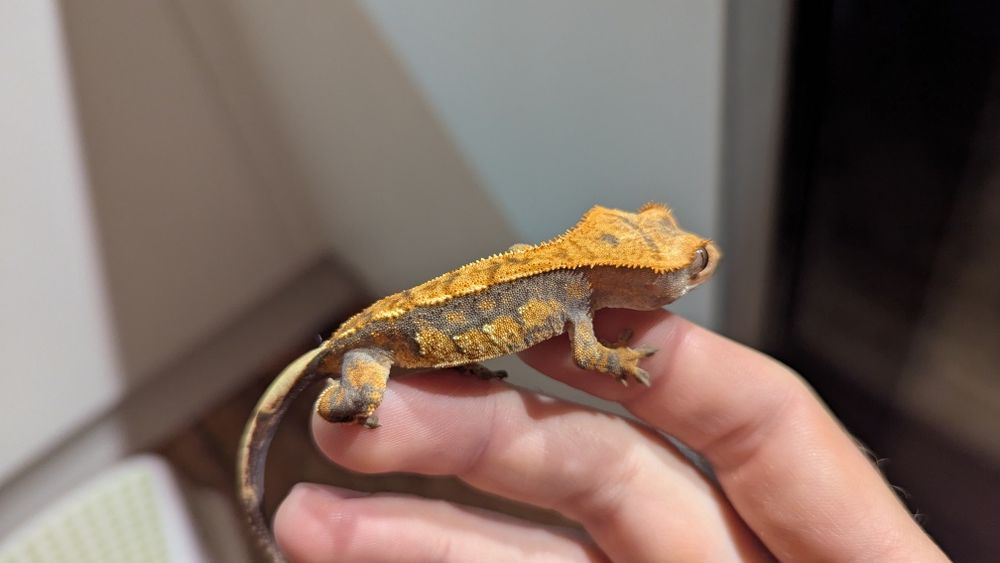 Ресничест Гекон/Correlophus ciliatus/Crested gecko