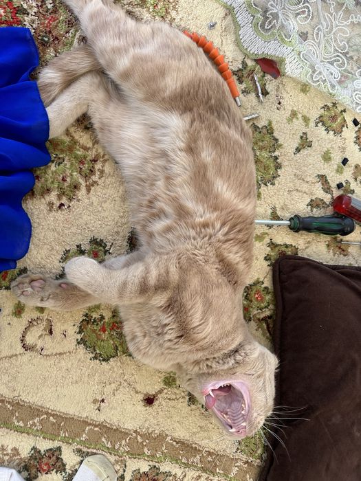 Скоттиш фолд цена договорная