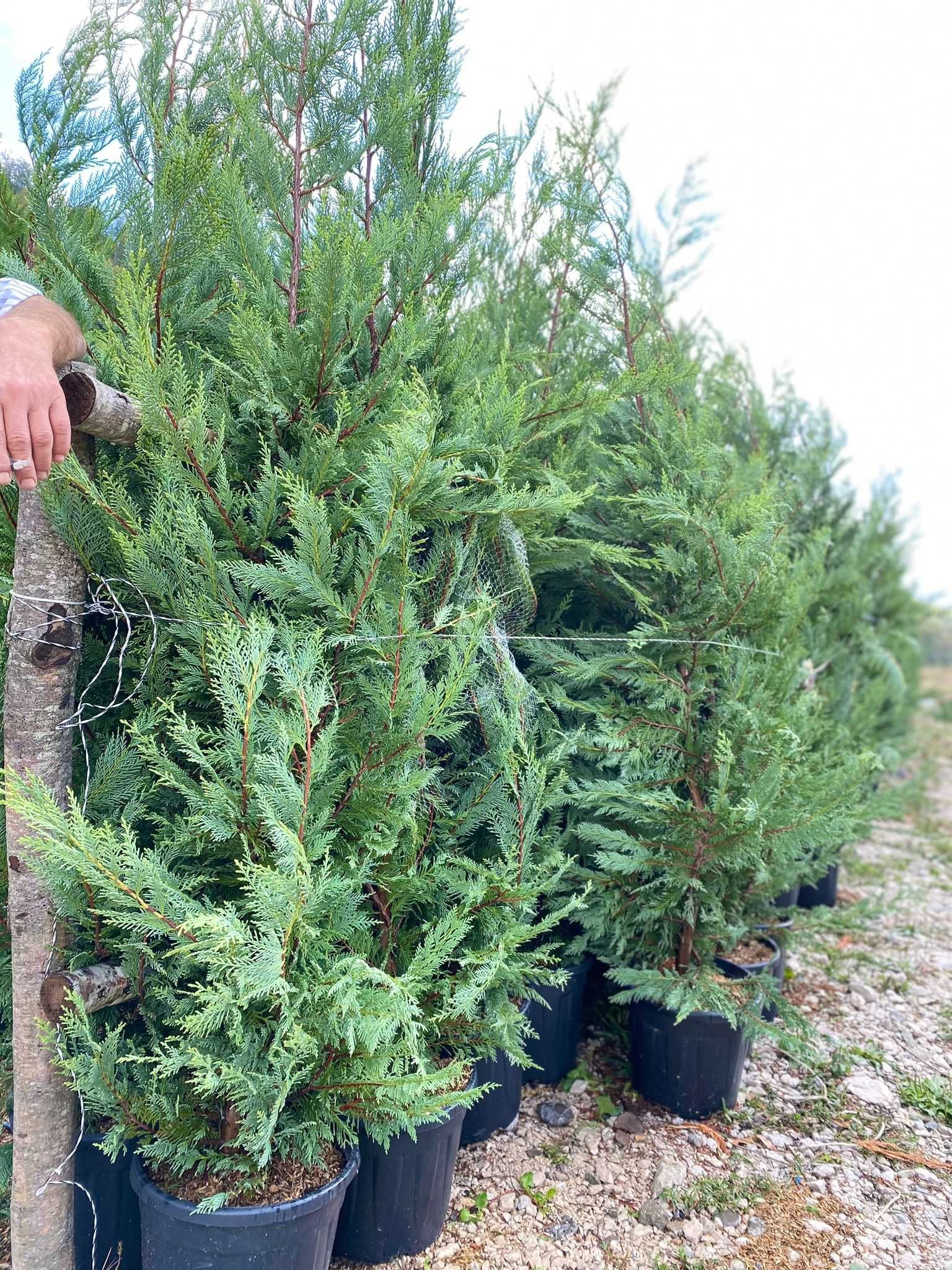 Leylandii 1.50m - 3m - Arborii ideali pentru protecție și estetică!
