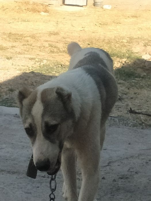 Алабай кушык сатылады