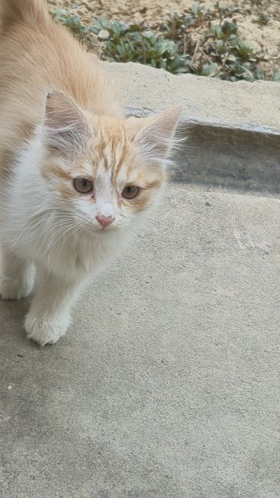 Мушуклар бор, озингиз уйдан келиб олиб кетасиз.