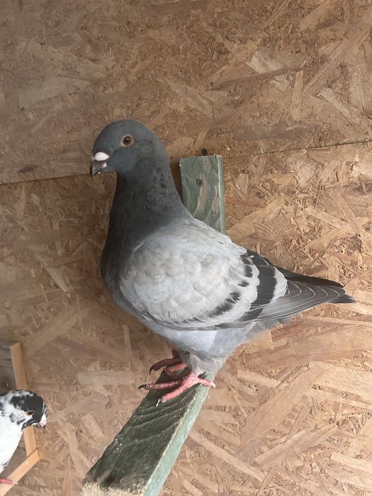 Porumbei americani AGH