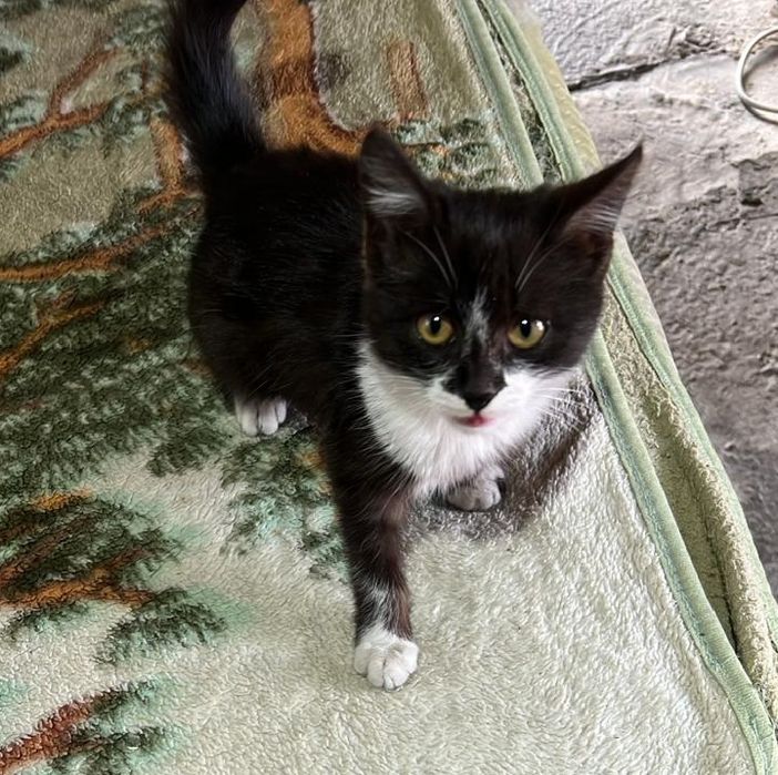 Котенок ищет дом.