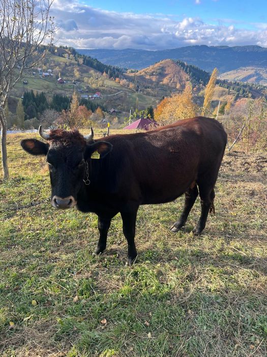 Vând vacă tânară