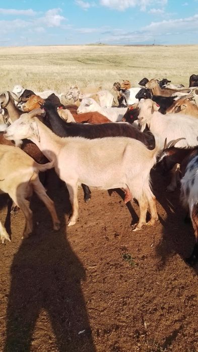 Vând 200 de capre bune de lapte