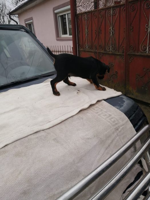 Mascul Jagd terrier in varsta de 4 luni