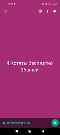 4котяты отдам бесплатно