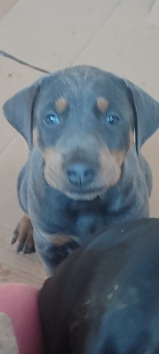 Продавам  цветни  родословни добермани