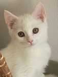 British Shorthair alb baietel