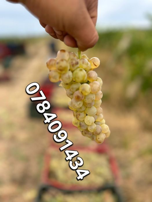 Vindem struguri pentru vin producție 2025