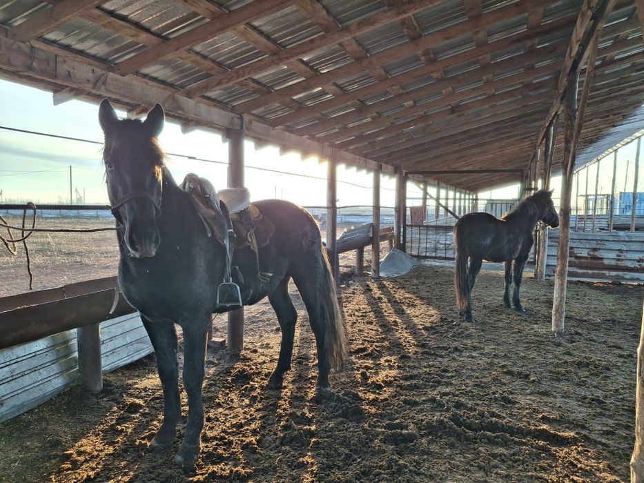 Продам жирных лошадей