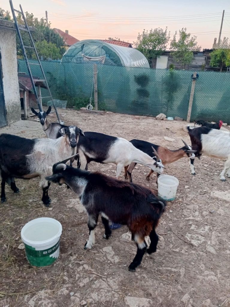 Продавам кози и ярета