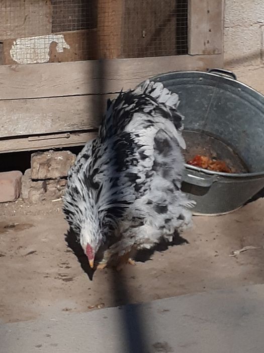 Mramor miramir mramr dalmantin  xoroz sotiladi hali qichqirmagan