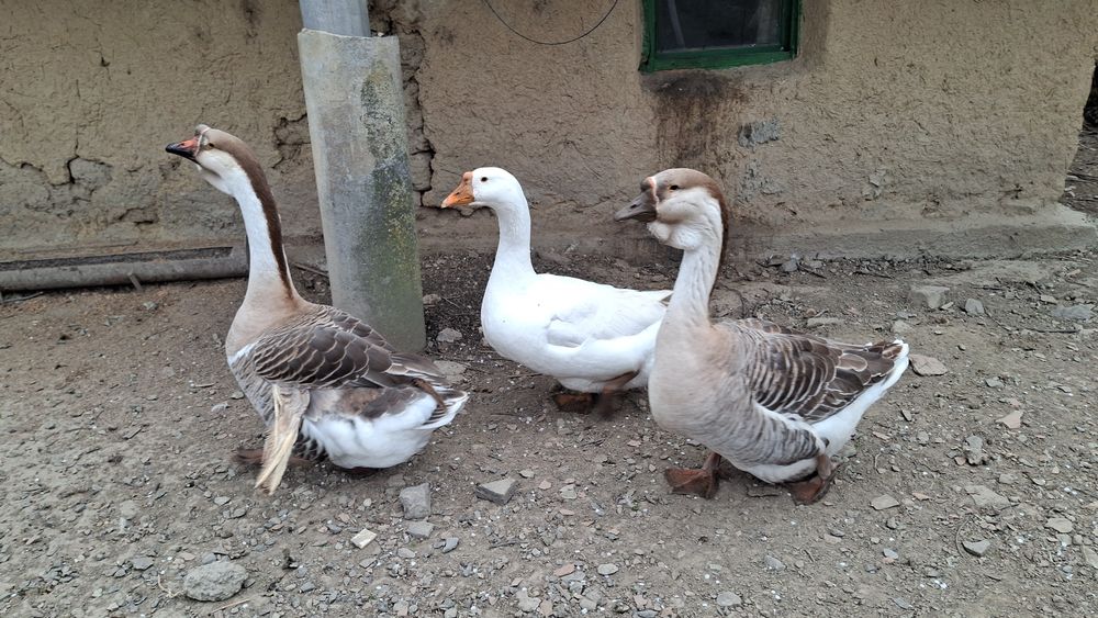 Pasari de curte ( rate, cocosi de munte , cocosi brahma )