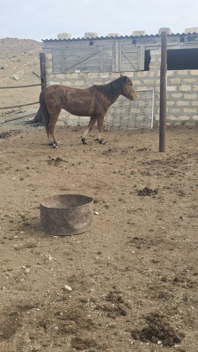 9 жасар бие сатылымда