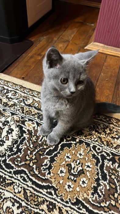 Британски котета