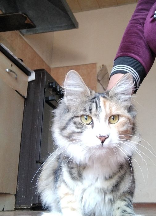 Отдам даром кошку