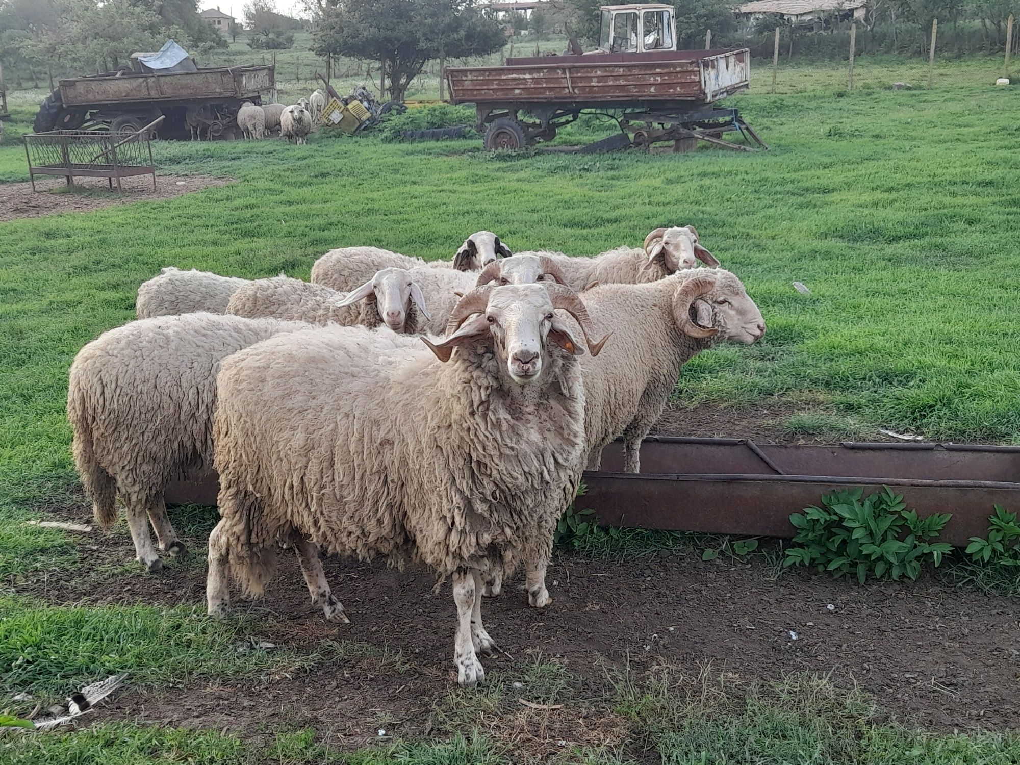 Продавам кочове и овце