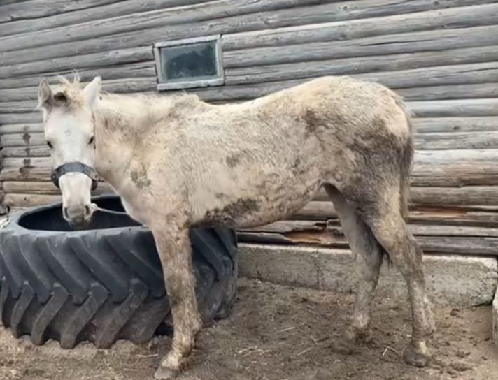 Ұрғашы тай сатылады.