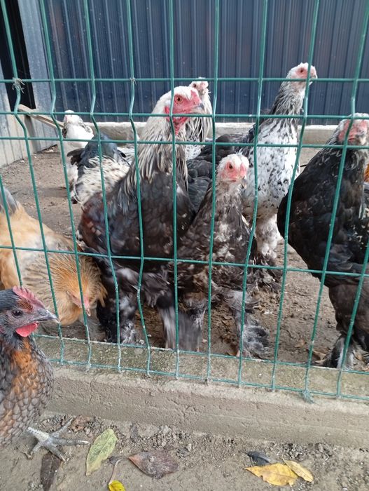 Pui de Brahma de vânzare