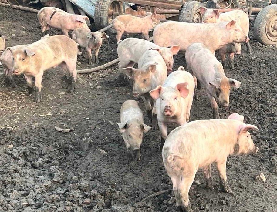 Продавам прасенца
