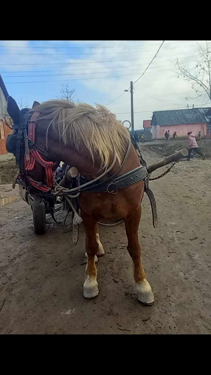 Vând iapă de cinci ani vând sau schimb vând sau schimb