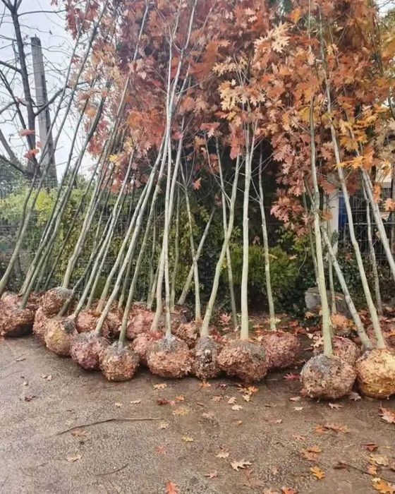 Tei de floare, stejar roșu, mesteacăn/arbori ornamentali