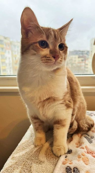 Момченце на 6 месеца търси дом