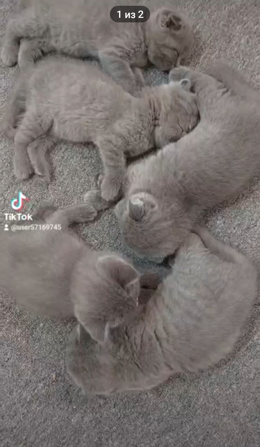 Продам котят  чистокровные, породистые