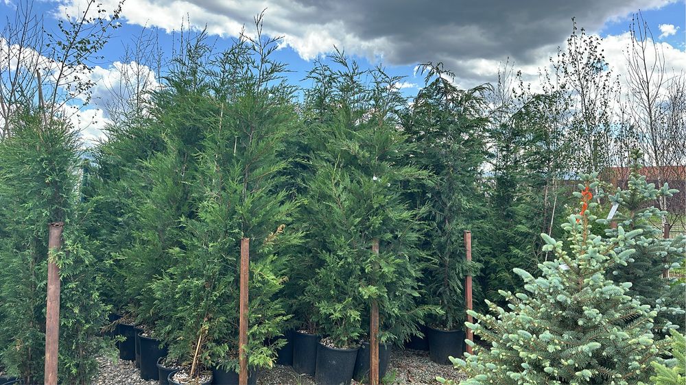 Iuca rostrata bosai ilex maslini tuia brazi spirale forme inupar etc