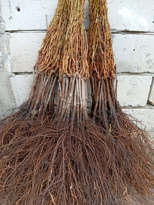 Producător pun la vânzare butași vita de vie