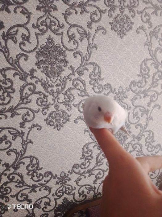 Sotiladi boʻlar 2 oylik