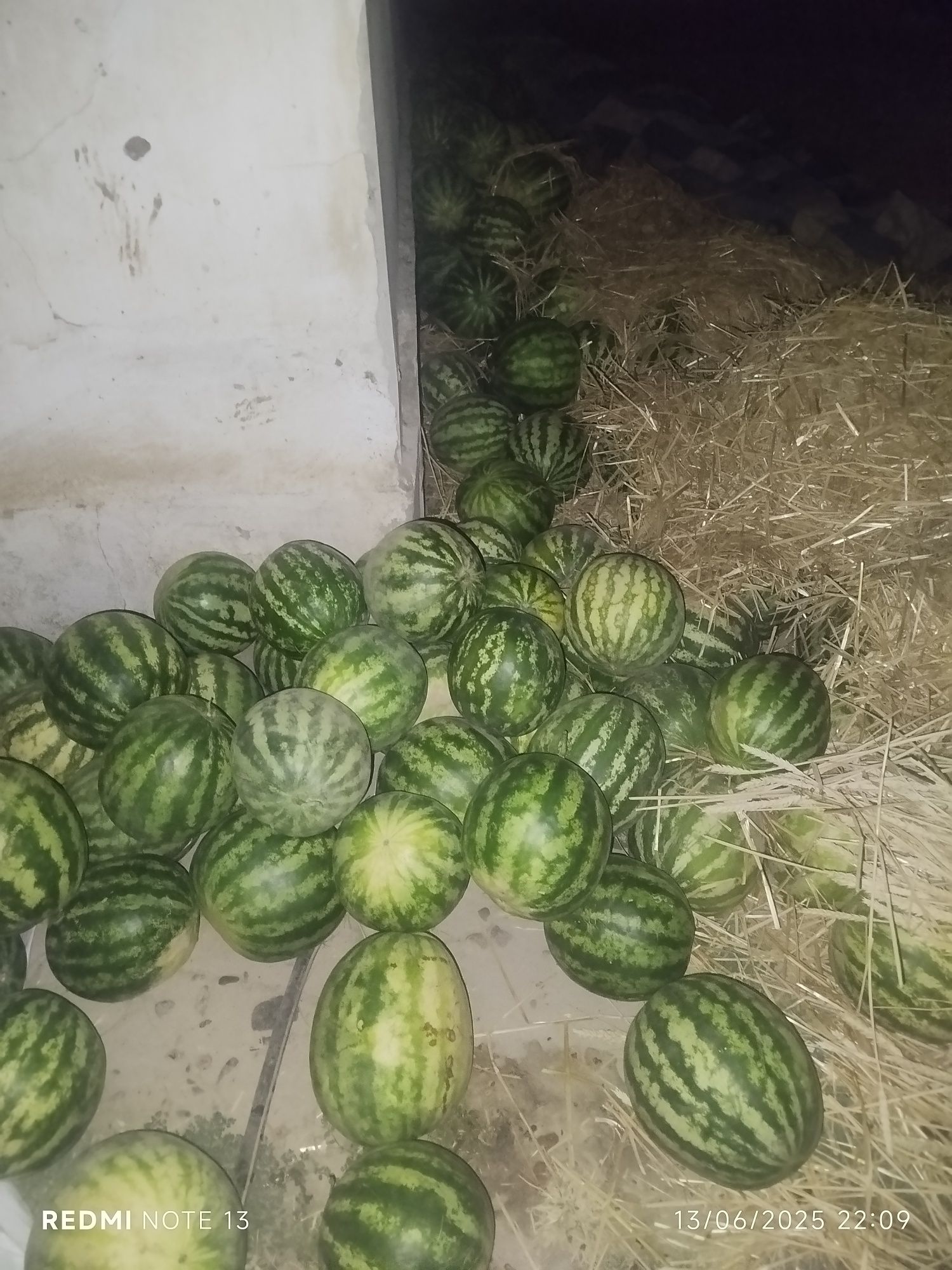 Tarvuz  optim narx
