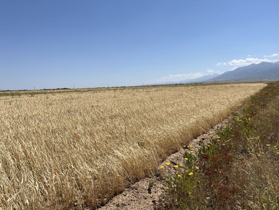 Егіндік жер сатылады!