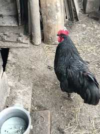 Vând găini Australorp