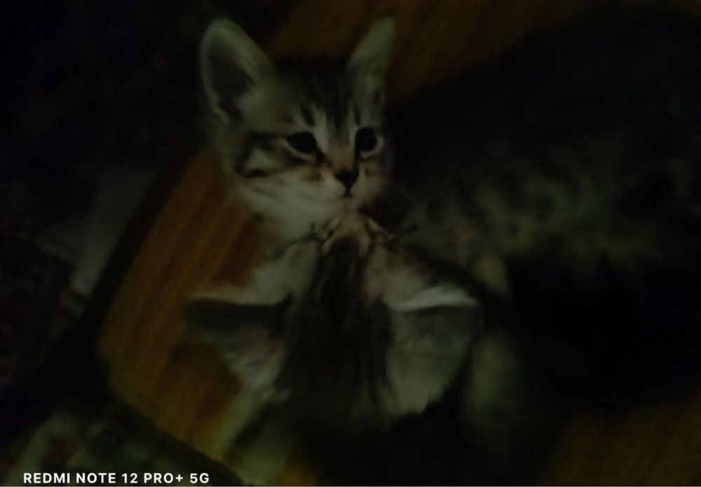 Продаются котятя/ Пшик сотилади