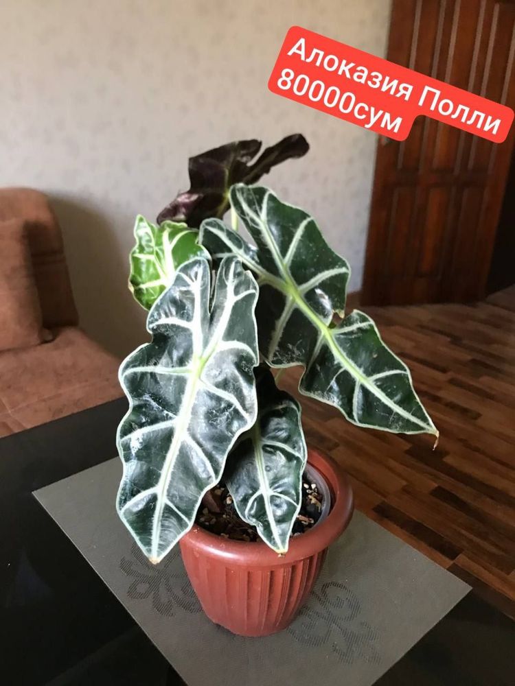Продаю излишки комнатных цветов