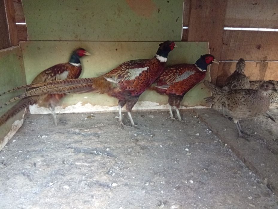 Vând fazani super frumoși