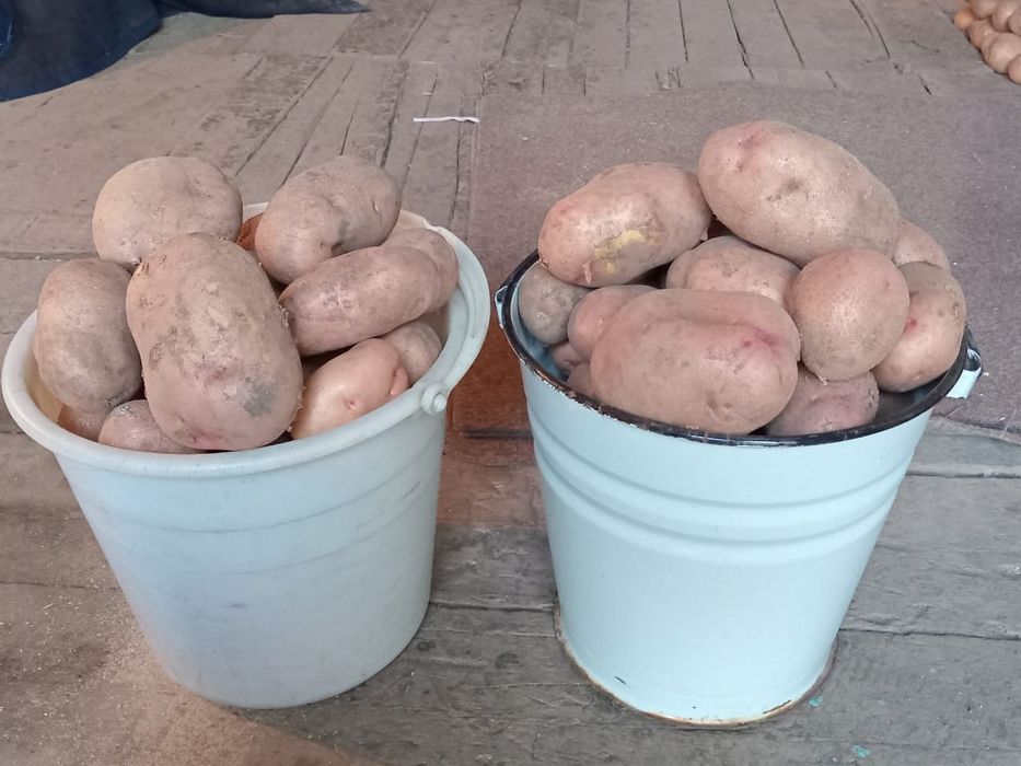 Продам дачную картошку
